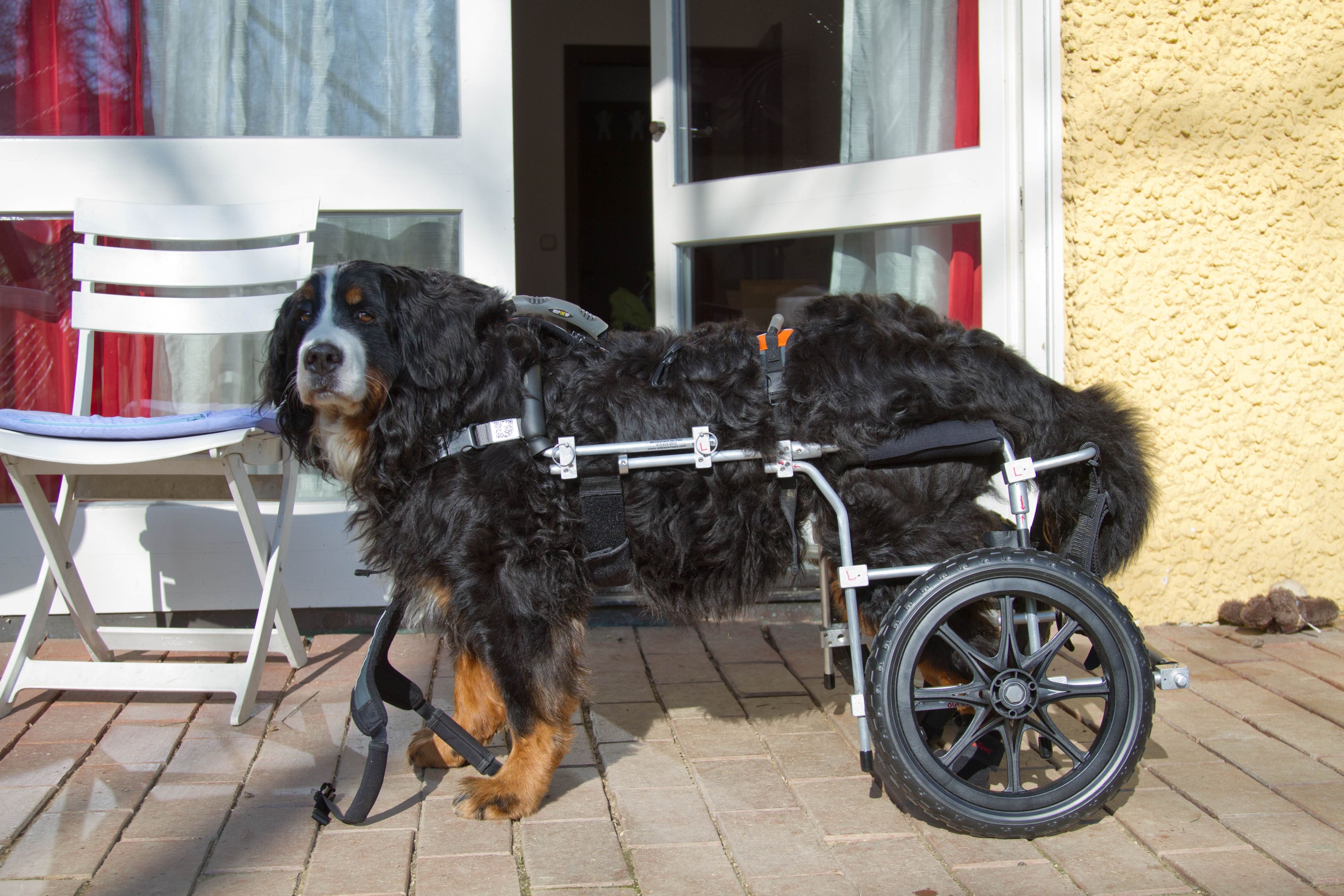 Morgo - bitte noch Geschirr anlegen.jpg (4000 x 2667)